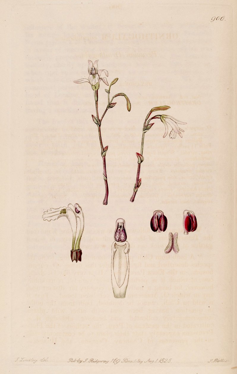 Illustration of Pogonia ophioglossoides  (as syn. Pogonia pendula) av M. Hart