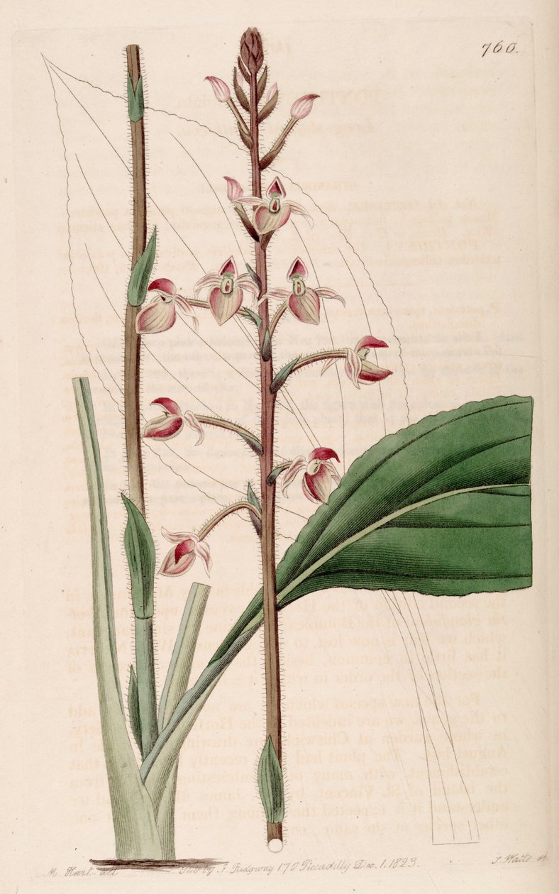 Illustration av Ponthieva Petiolata av M. Hart