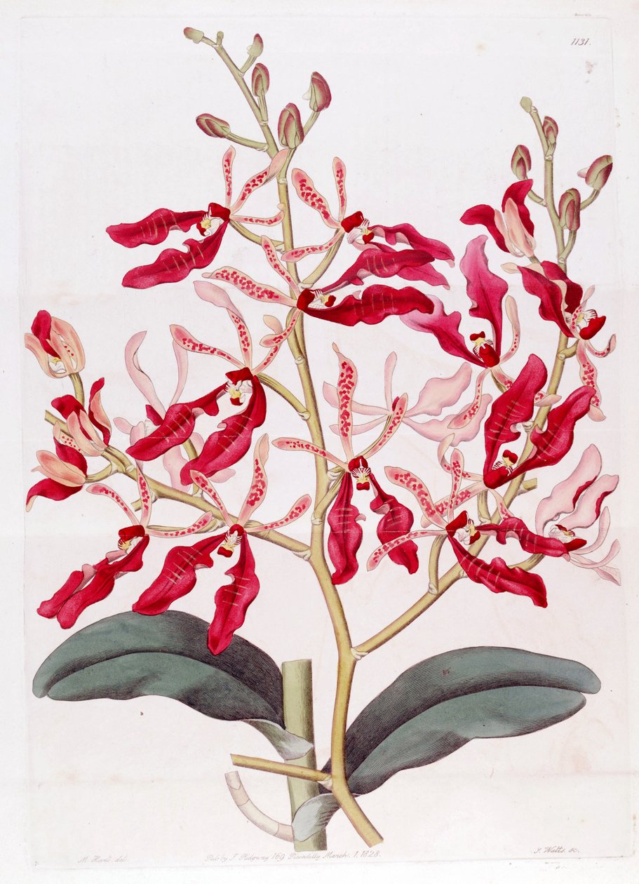 Illustration of Renanthera coccinea av M. Hart