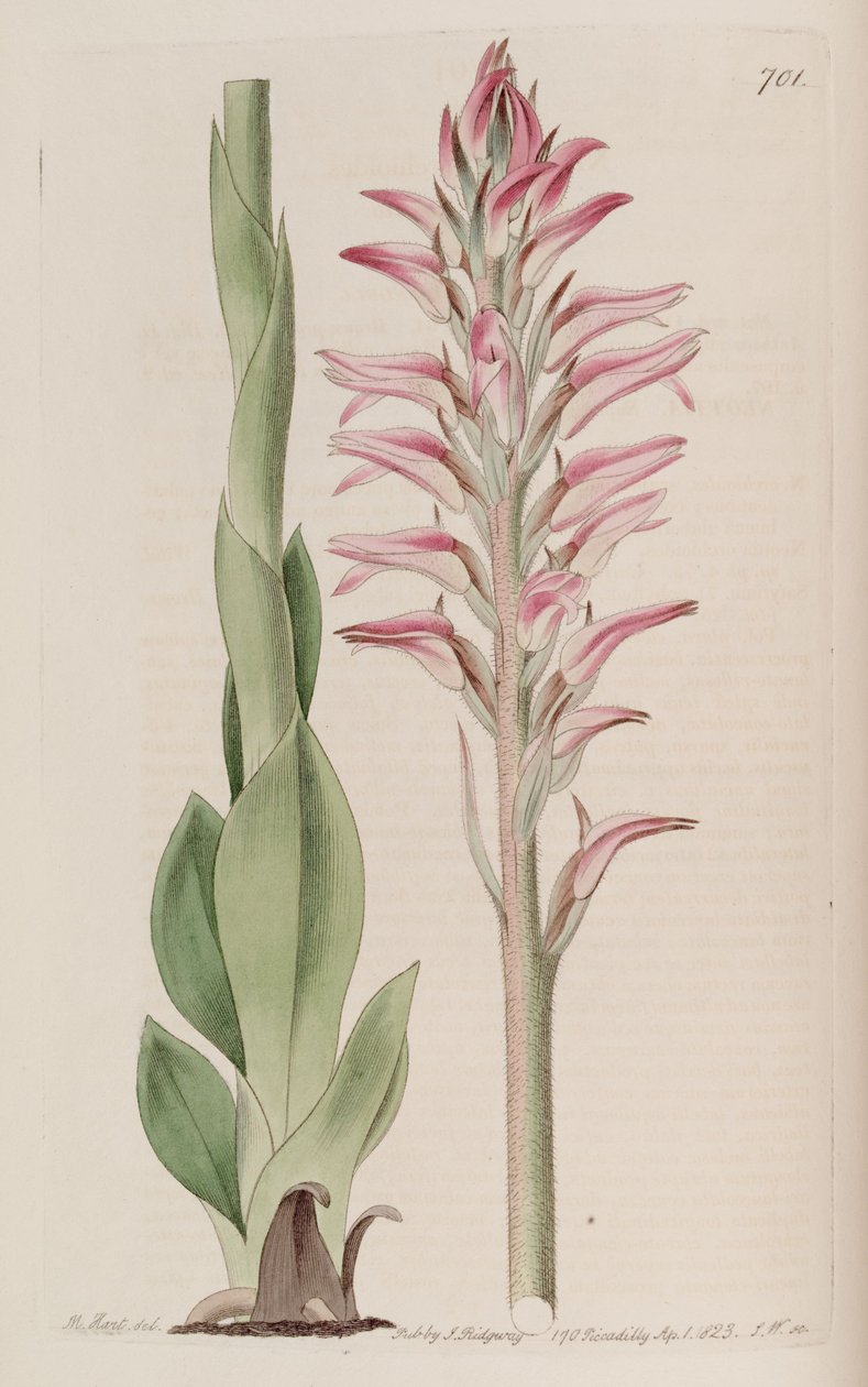 Illustration of Sacoila lanceolata  (as syn. Neottia orchioides) av M. Hart