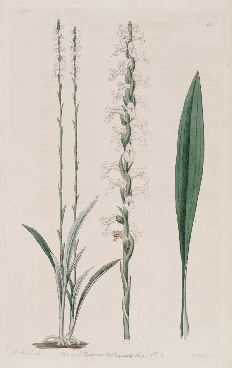 Illustration of Spiranthes cernua av M. Hart
