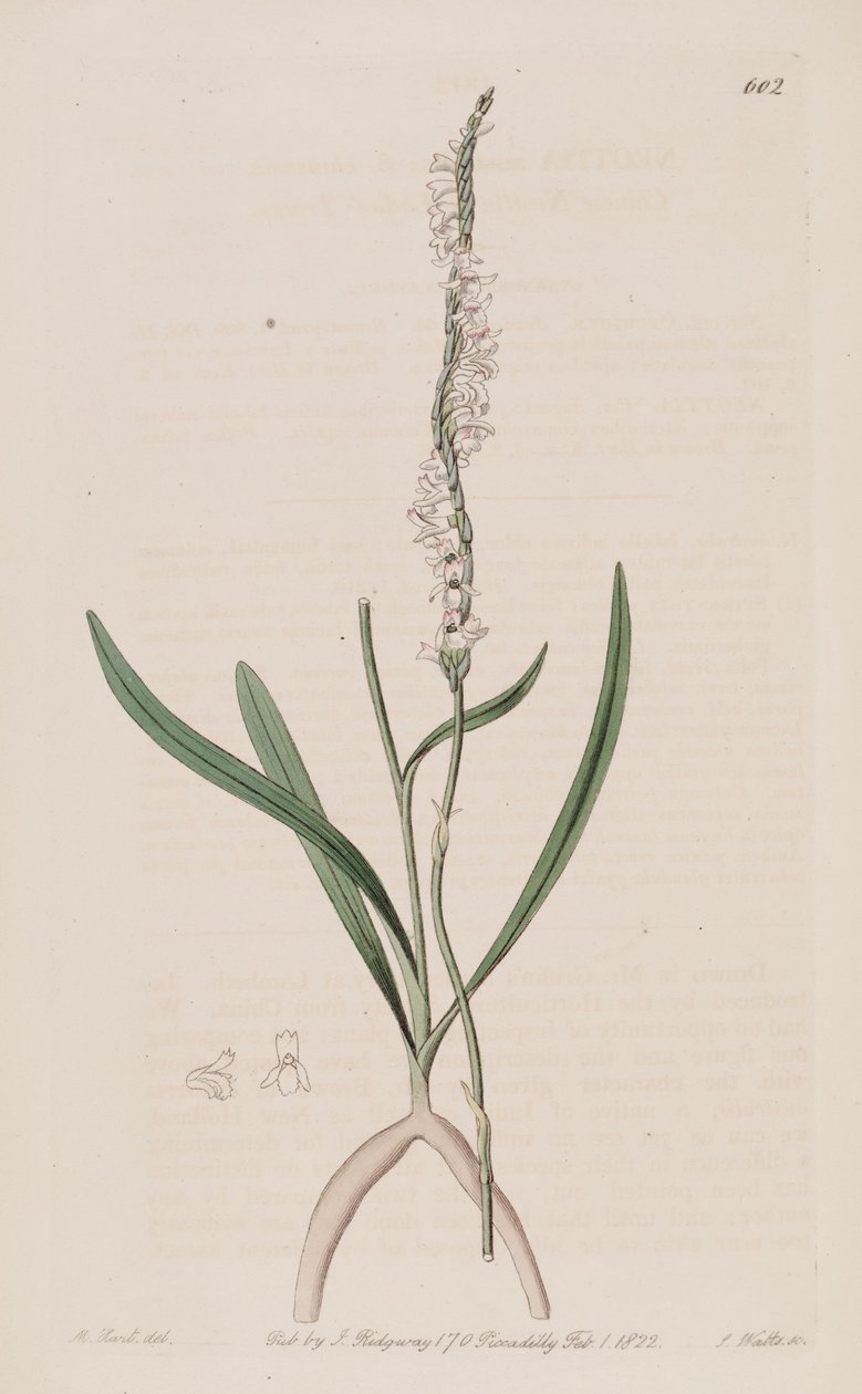 Illustration of Spiranthes sinensis (as syn. Neottia australis) av M. Hart