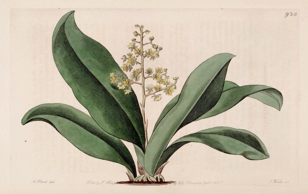 Illustration av Trichocentrum pumilum (som syn. Oncidium pumilum). av M. Hart