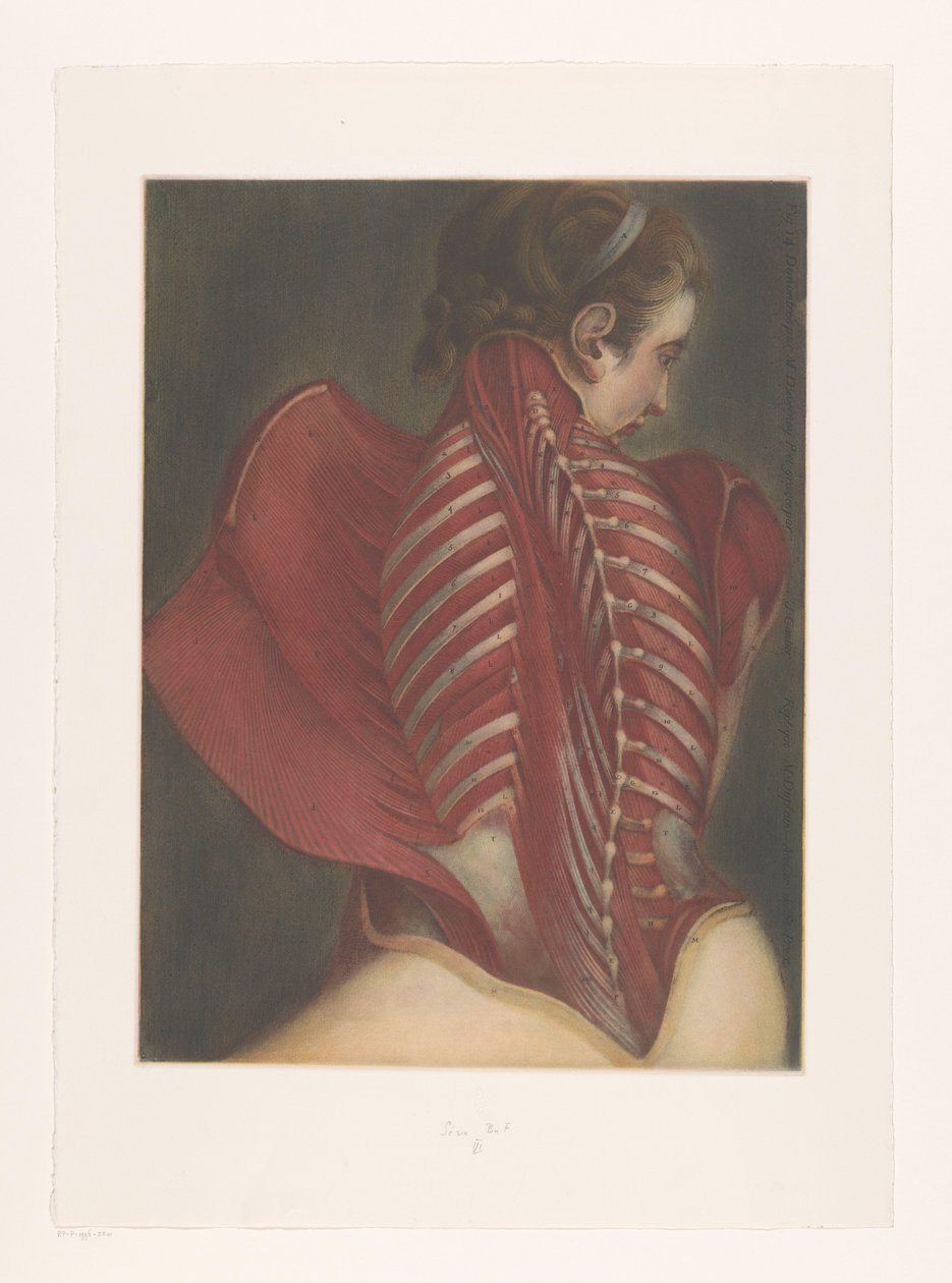 Anatomisk representation av ryggen av M.D. Duplain