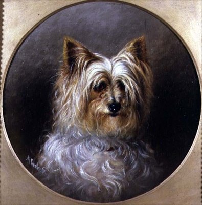 Huvudstudie av en Yorkshireterrier av M. Cocker