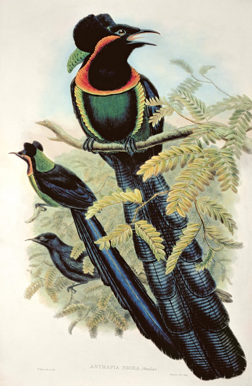 Arfak Astrapia, Astrapia Nigra - Paradisfågel av M. Hart