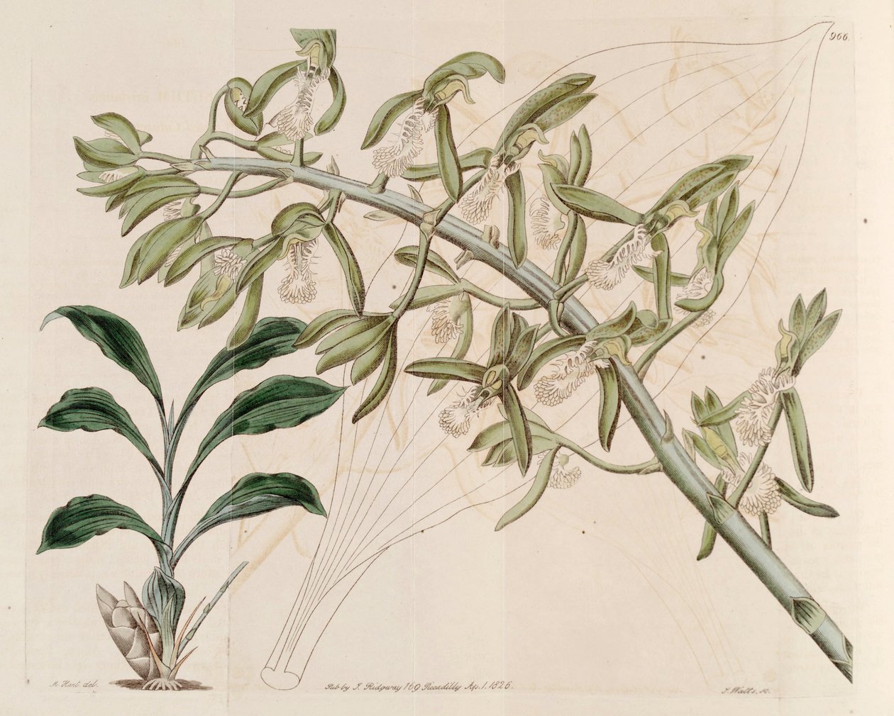 Illustration av Catasetum cristatum av M. Hart