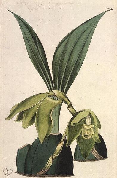 Orchid: Maxillaria ciliaris, av M. Hart (fl.1829), utgiven av I. Ridgway av M. Hart