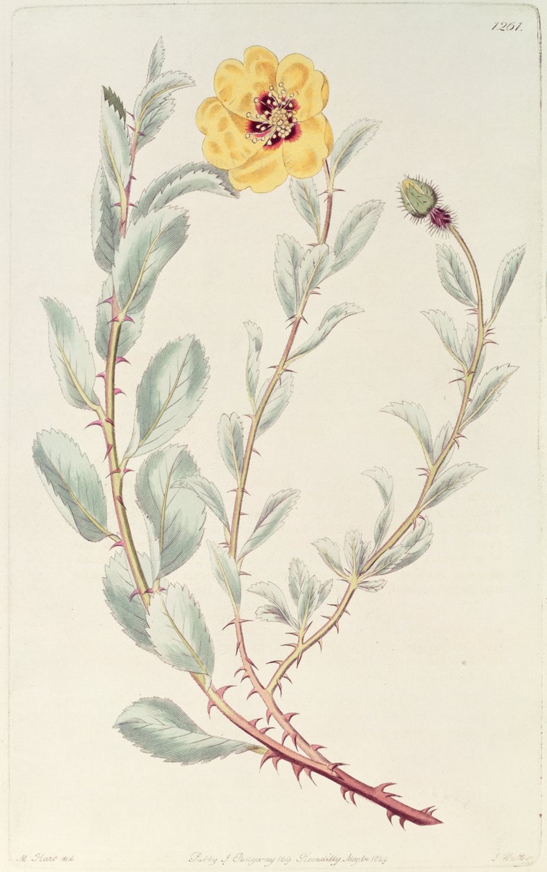 Rose: Persiska från det botaniska registret, publicerad 1829 av M. Hart