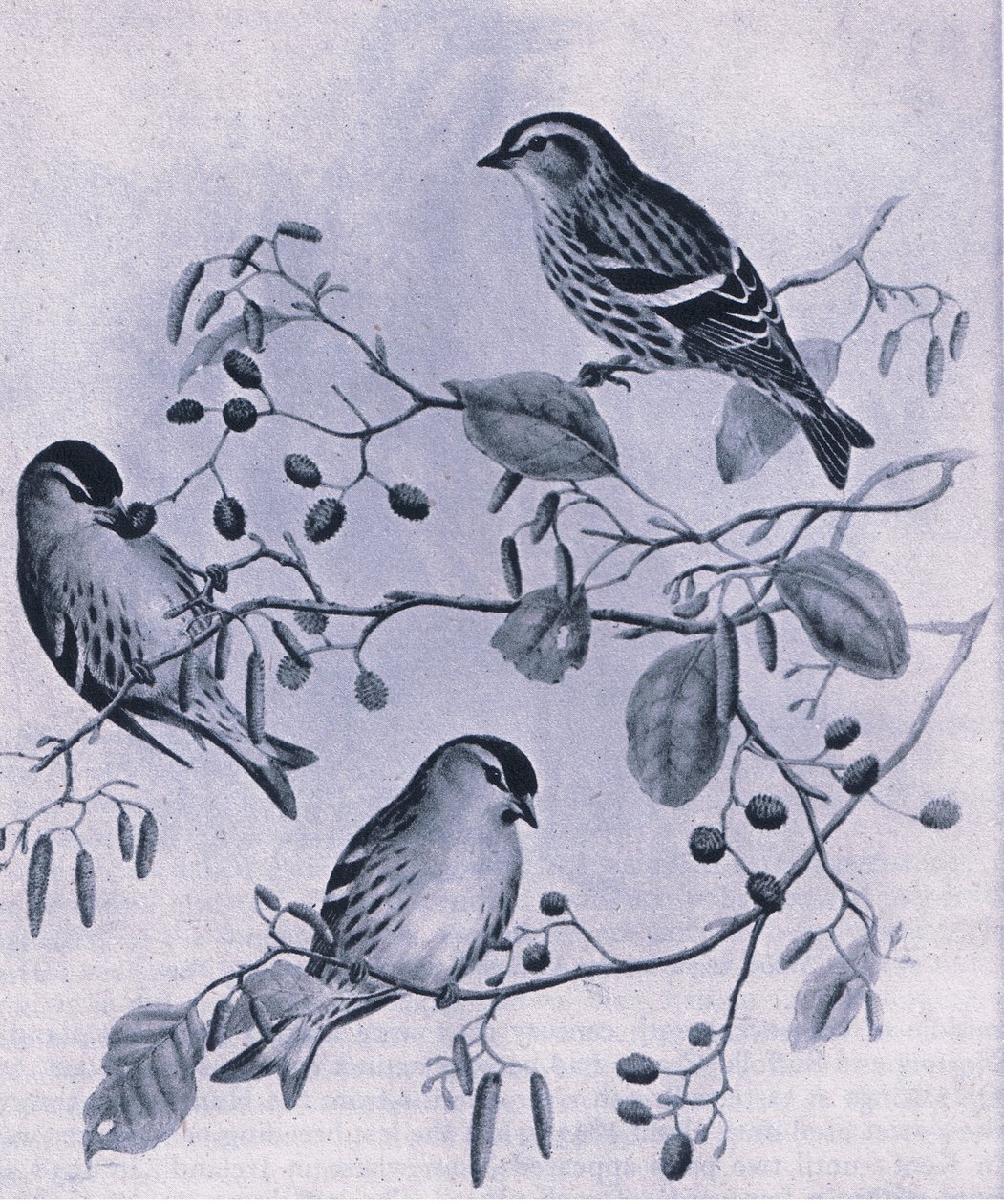 Siskins, Nature in Britain publicerad av Collins, 1946 av M. Hart