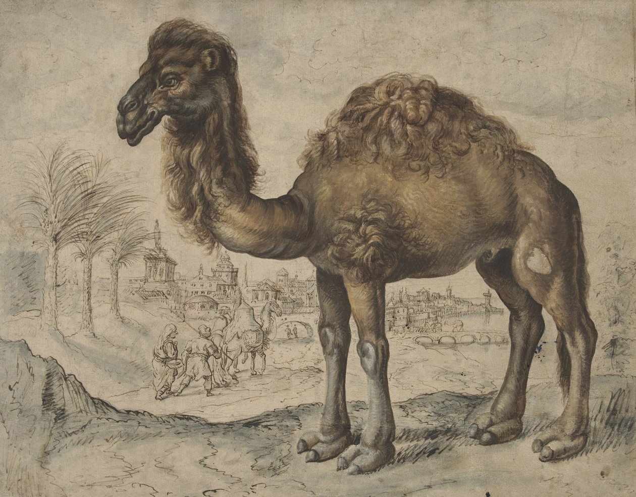Dromedary i se Fa