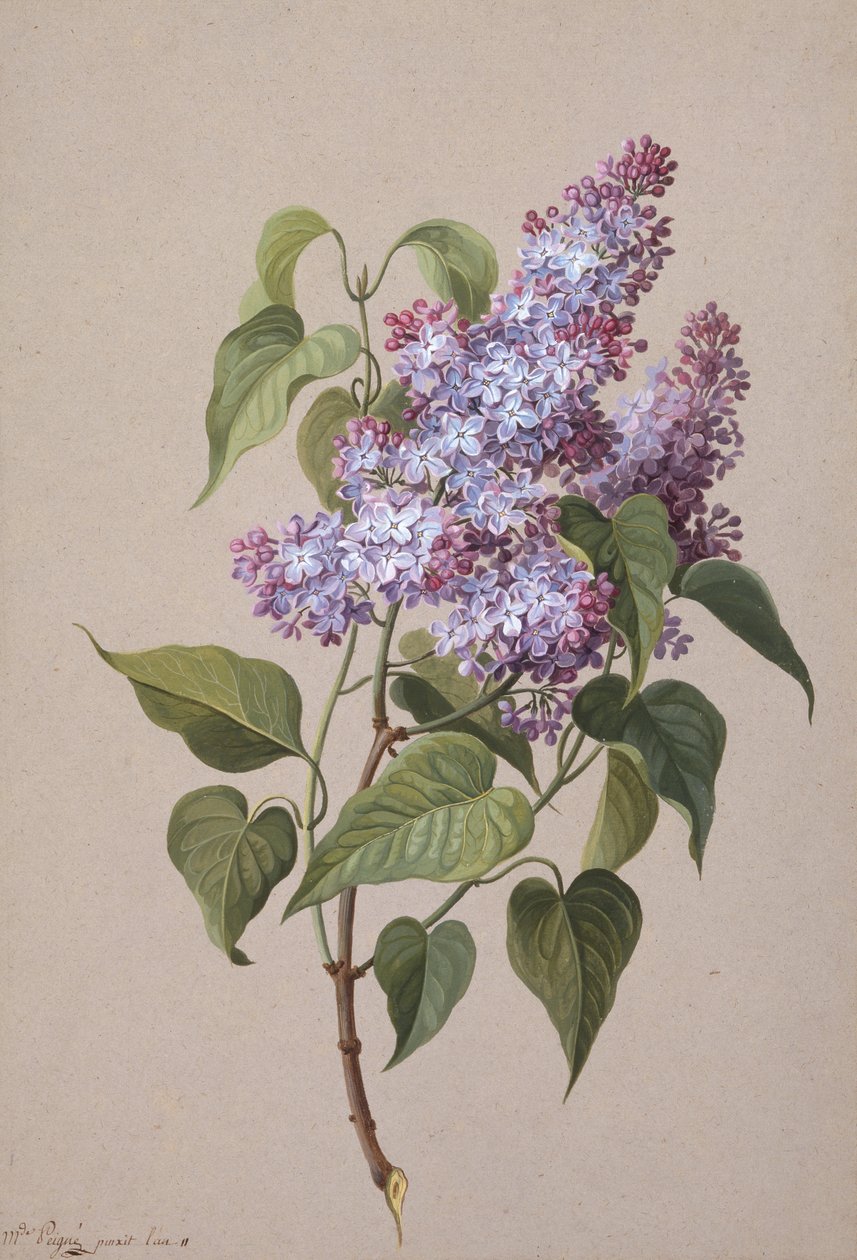 Lila (svart krita, akvarell och kroppsfärgat papper) av Madame Peigne
