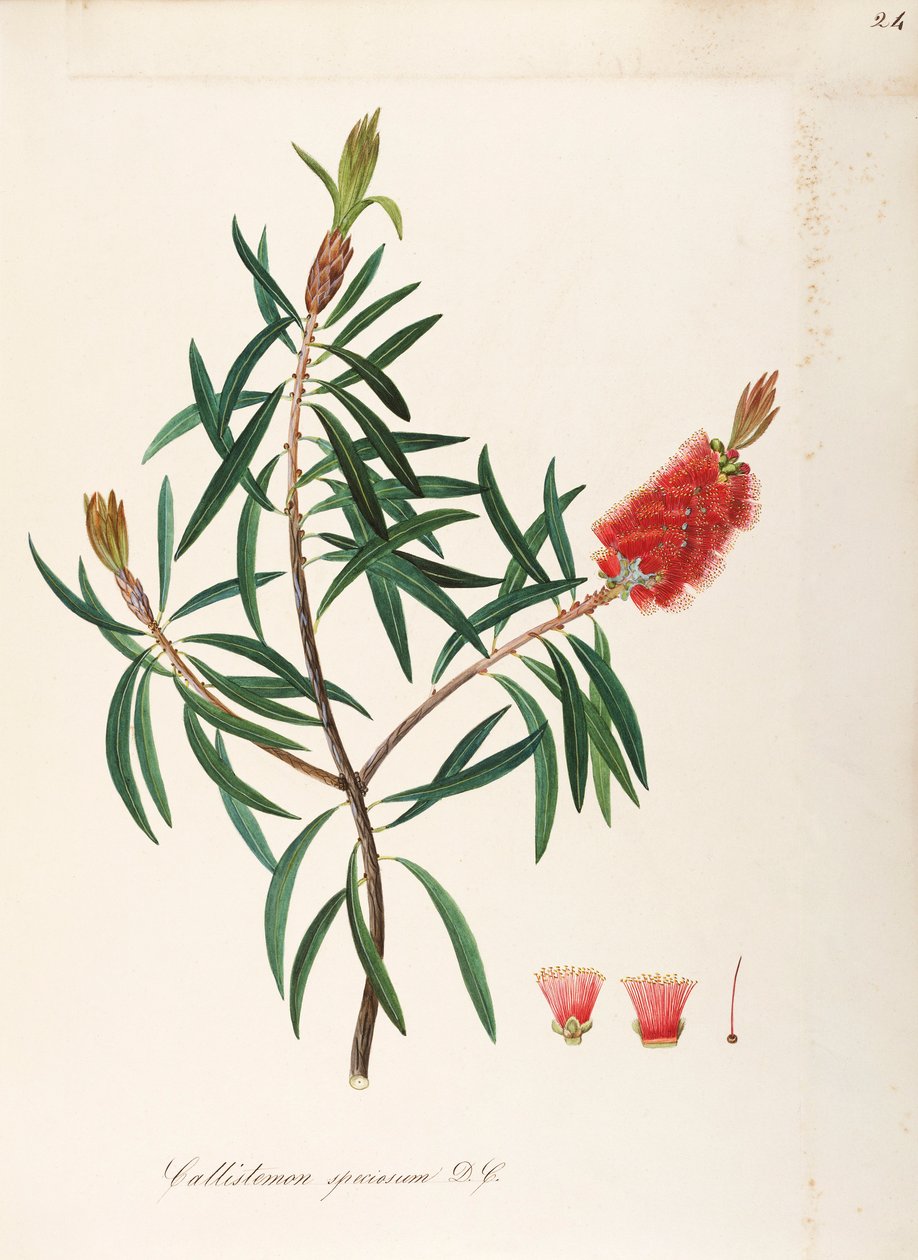 Albany Bottlebrush (Callistemon speciosum DC), Myrtaceae, buske med ihållande löv, hemma i Australien, akvarell av Maddalena Lisa Mussino