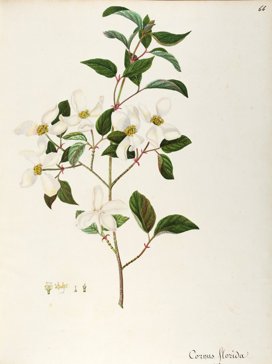 Blommande kornel (Cornus florida), Cornaceae, litet träd eller buske med ursprung i Nordamerika, akvarell av Maddalena Lisa Mussino