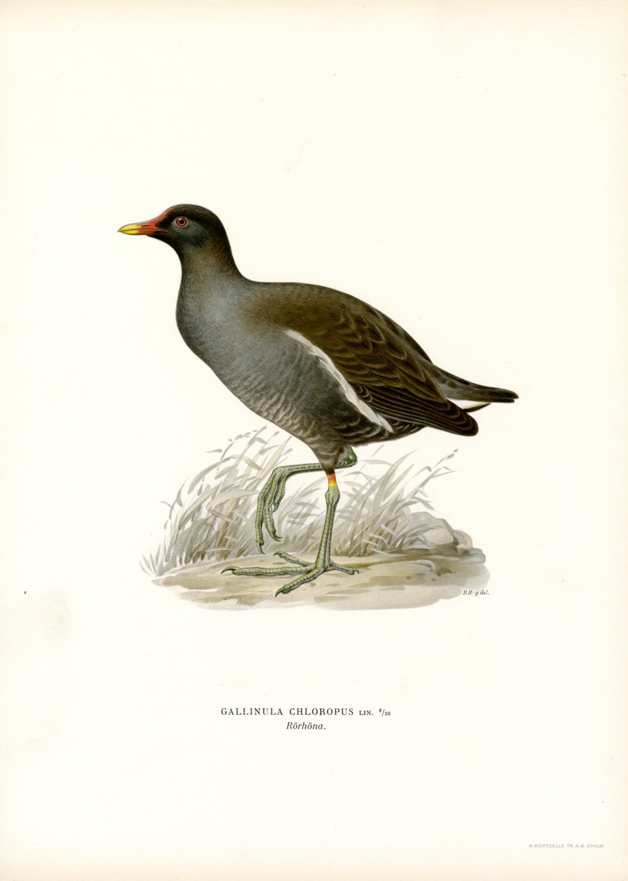 Vanlig morhöna (färg litho) av Magnus Ferdinand and Wilhelm von Wright