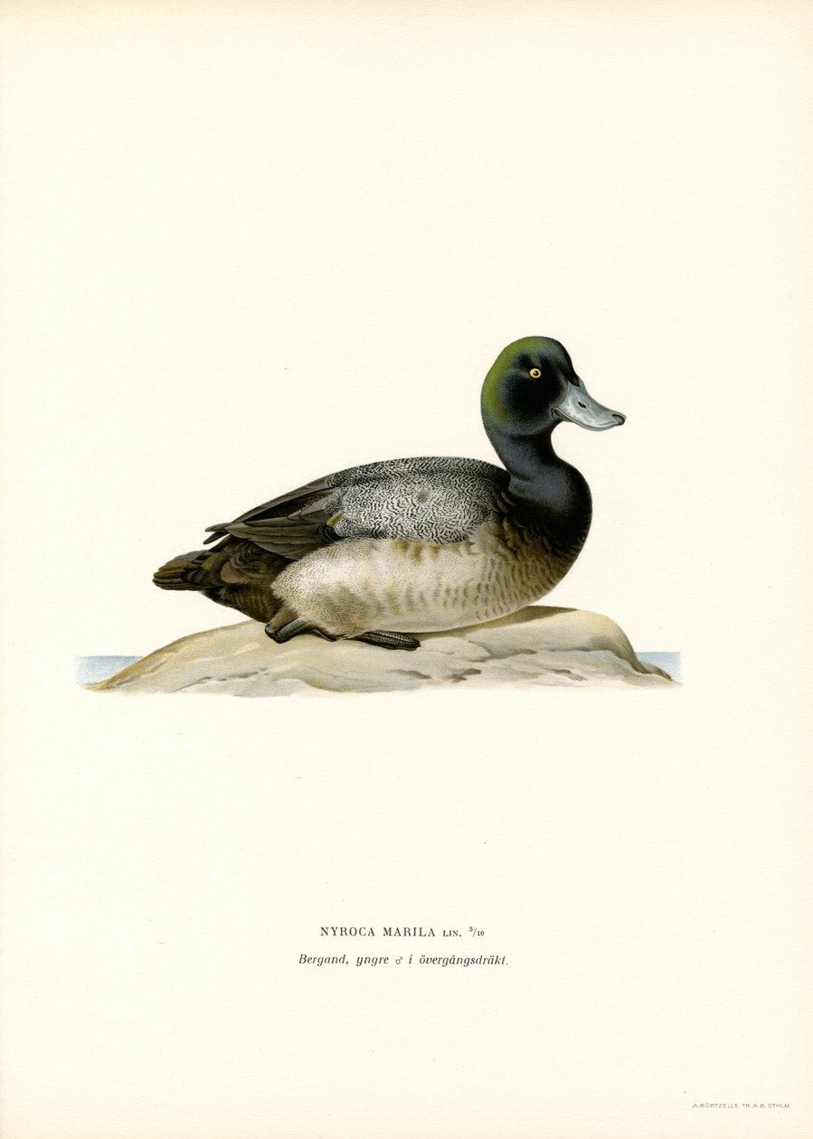 American Scaup Duck (litho i färg) av Magnus Ferdinand and Wilhelm von Wright