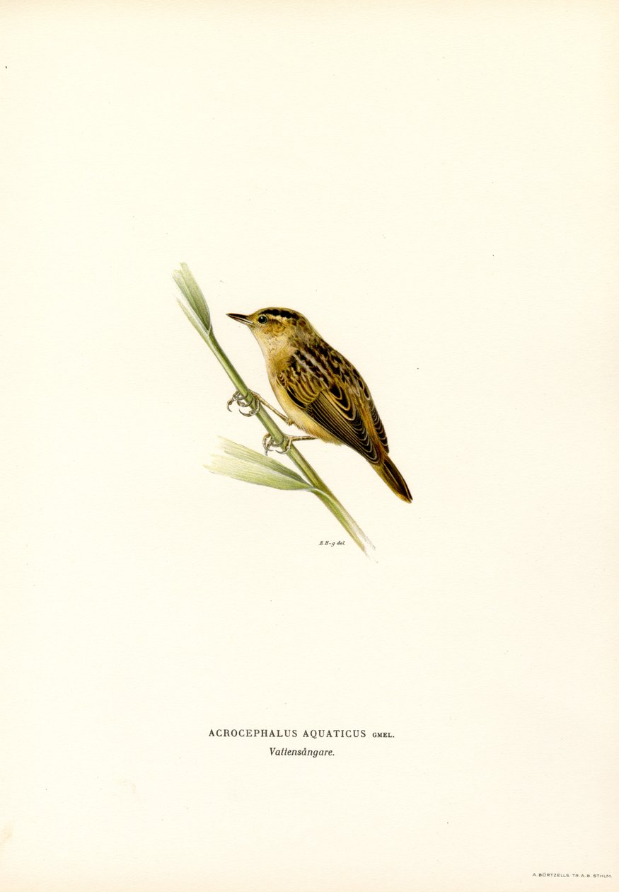 Vattensångare (färg litho) av Magnus Ferdinand and Wilhelm von Wright