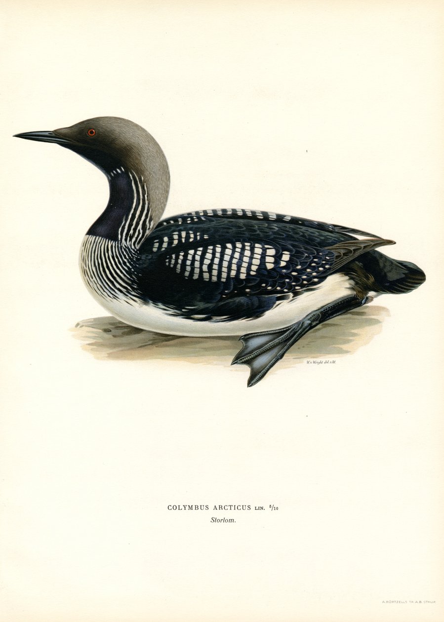 Arctic Loon (färg litho) av Magnus Ferdinand and Wilhelm von Wright