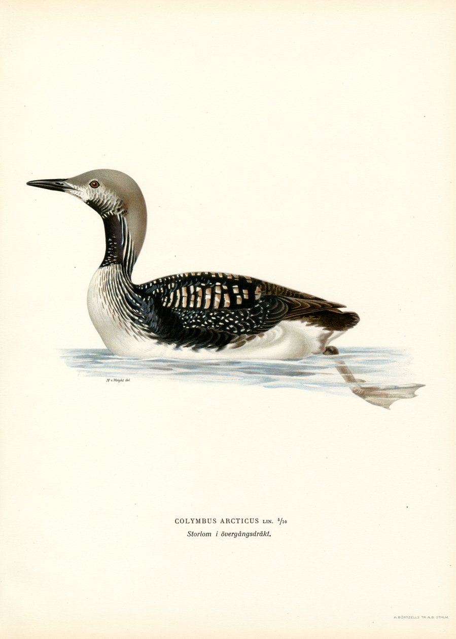 Arctic Loon (färg litho) av Magnus Ferdinand and Wilhelm von Wright