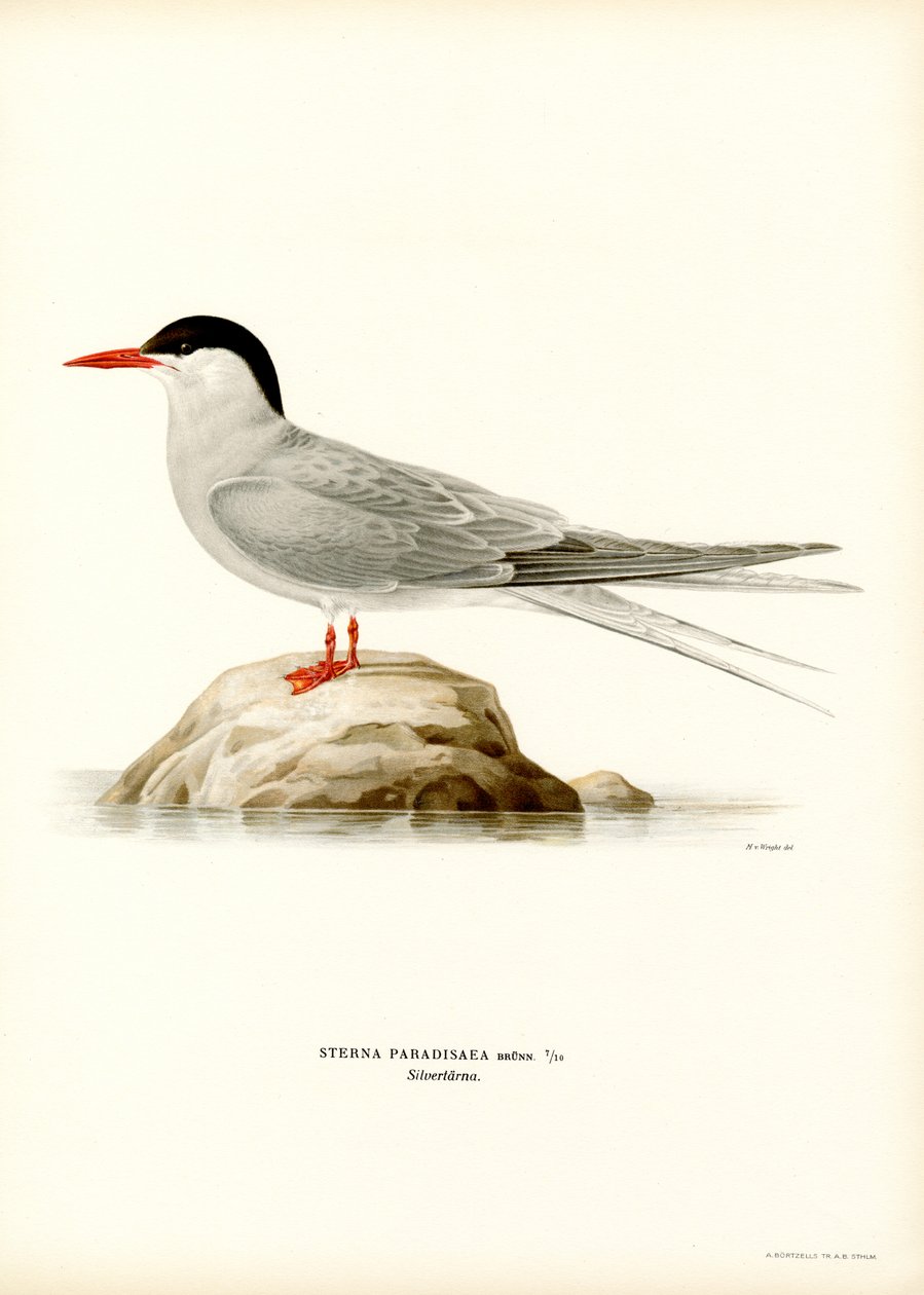 Tärna (färg litho) av Magnus Ferdinand and Wilhelm von Wright