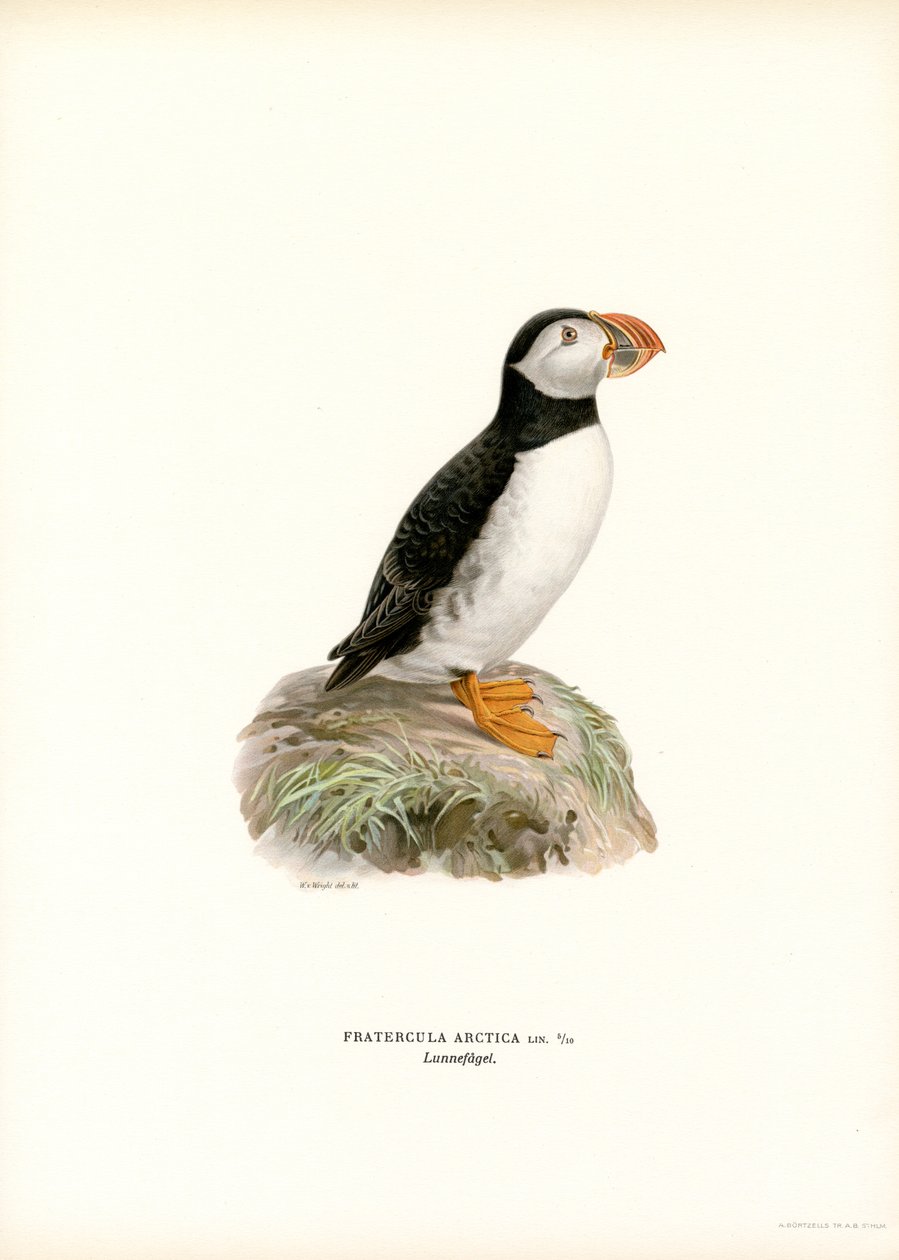 Atlantic Puffin (färg litho) av Magnus Ferdinand and Wilhelm von Wright