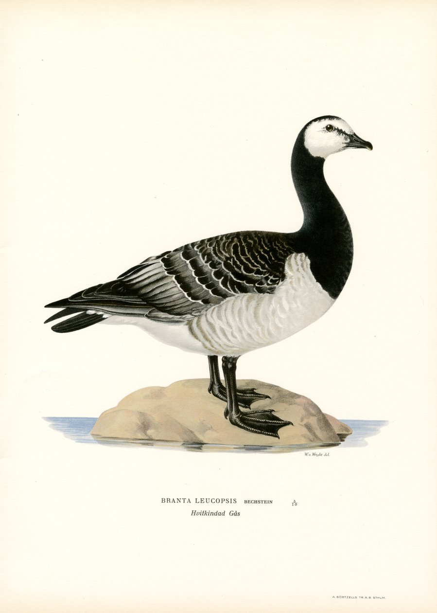 Havsmörgås (färg litho) av Magnus Ferdinand and Wilhelm von Wright