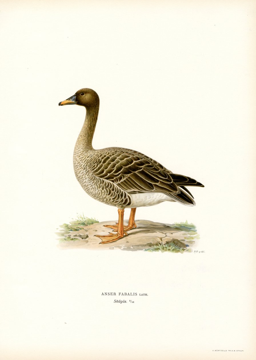 Bean Goose (färg litho) av Magnus Ferdinand and Wilhelm von Wright