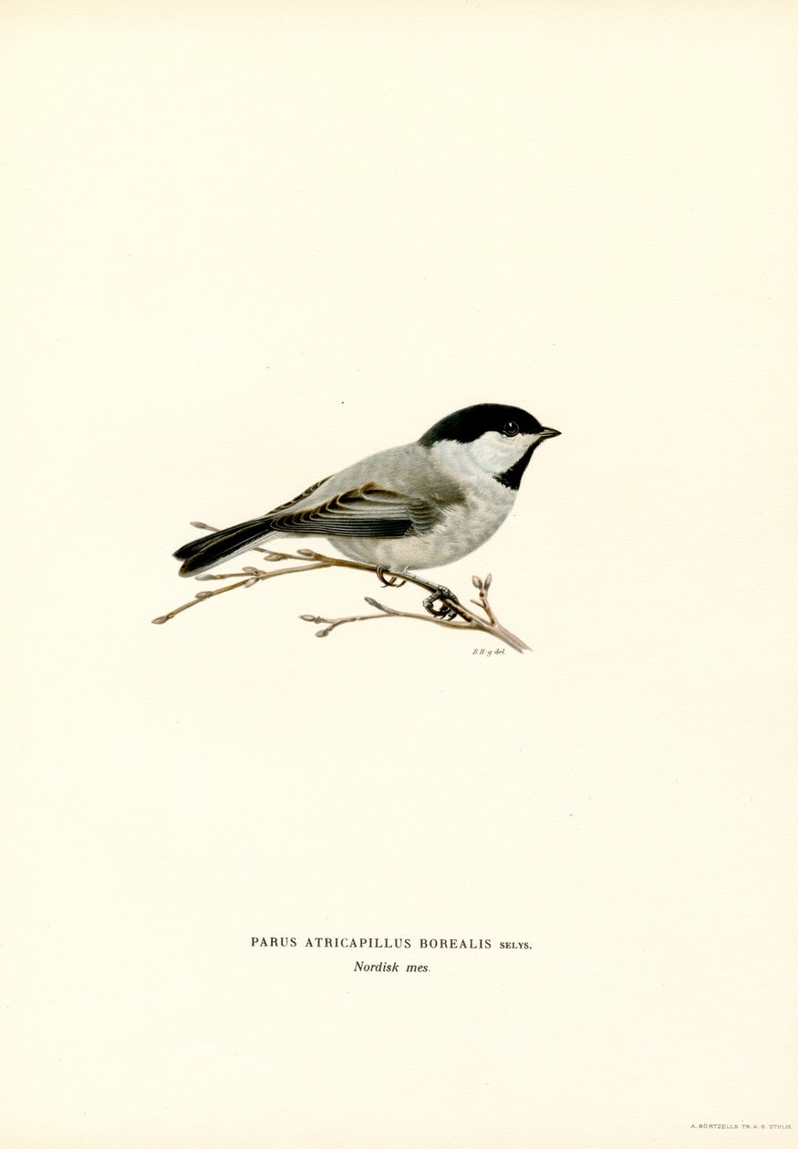 Black-capped Chickadee (färg litho) av Magnus Ferdinand and Wilhelm von Wright