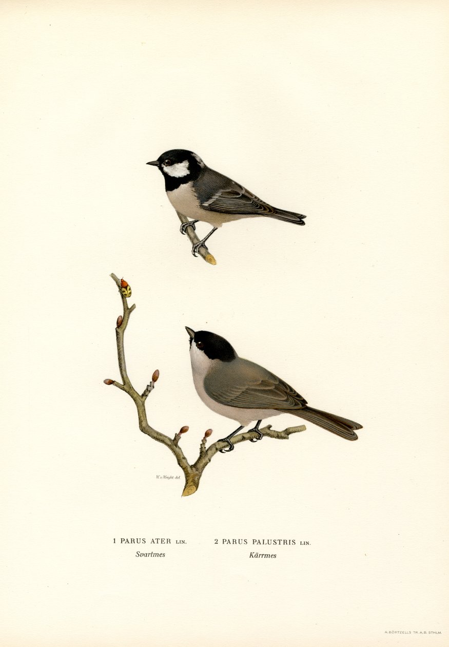 Svartkröntmes (färg litho) av Magnus Ferdinand and Wilhelm von Wright