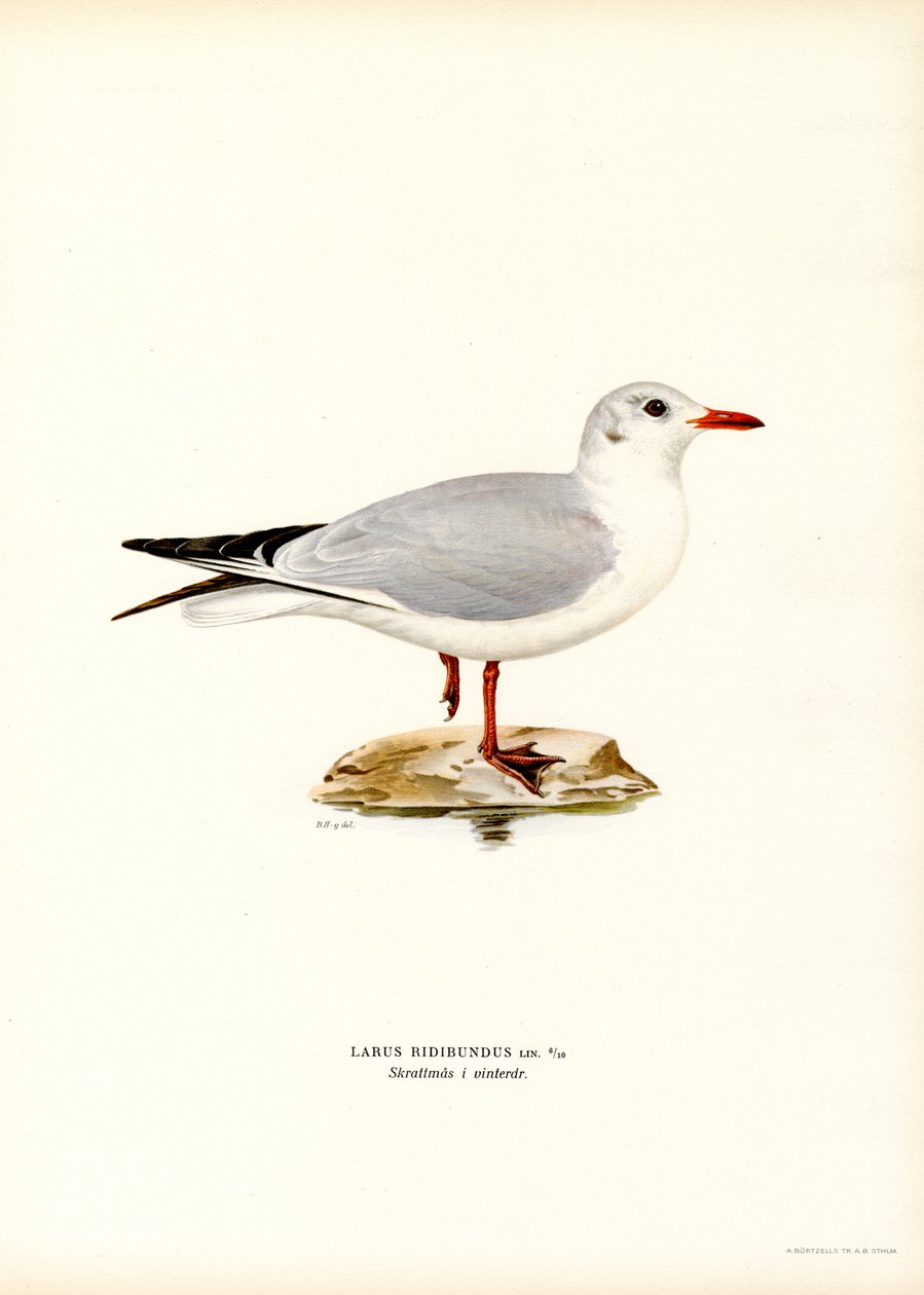 Svarthuvudmås (färg litho) av Magnus Ferdinand and Wilhelm von Wright
