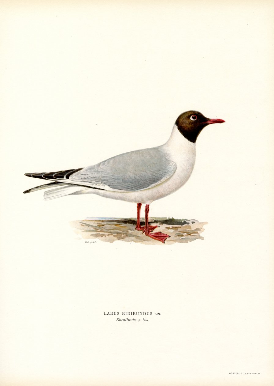 Svarthuvudmås (färg litho) av Magnus Ferdinand and Wilhelm von Wright