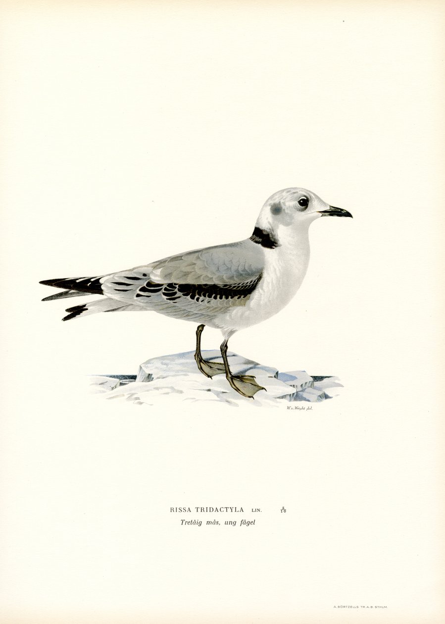 Svartbent kattunga (färg litho) av Magnus Ferdinand and Wilhelm von Wright