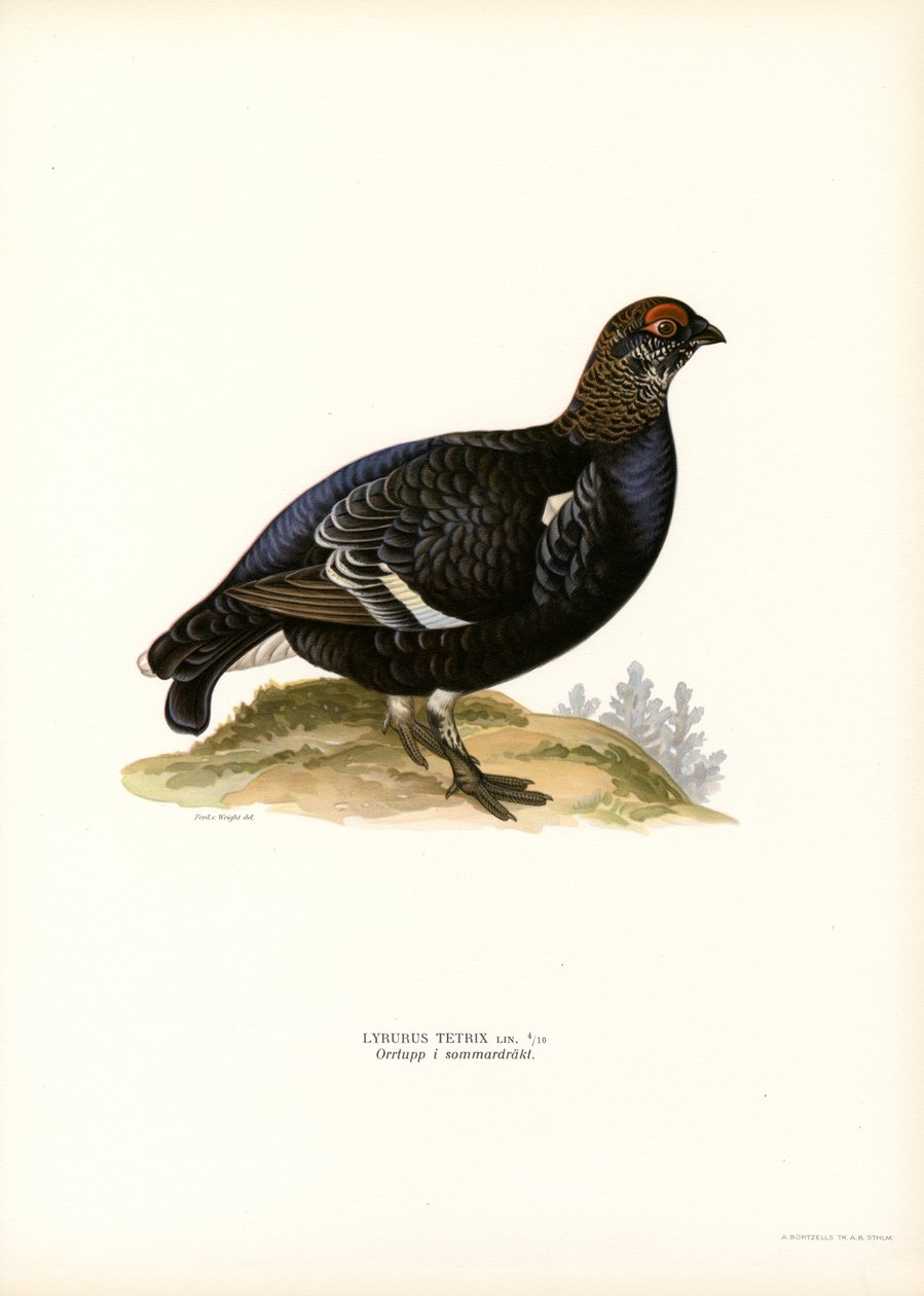 Orra (färg litho) av Magnus Ferdinand and Wilhelm von Wright