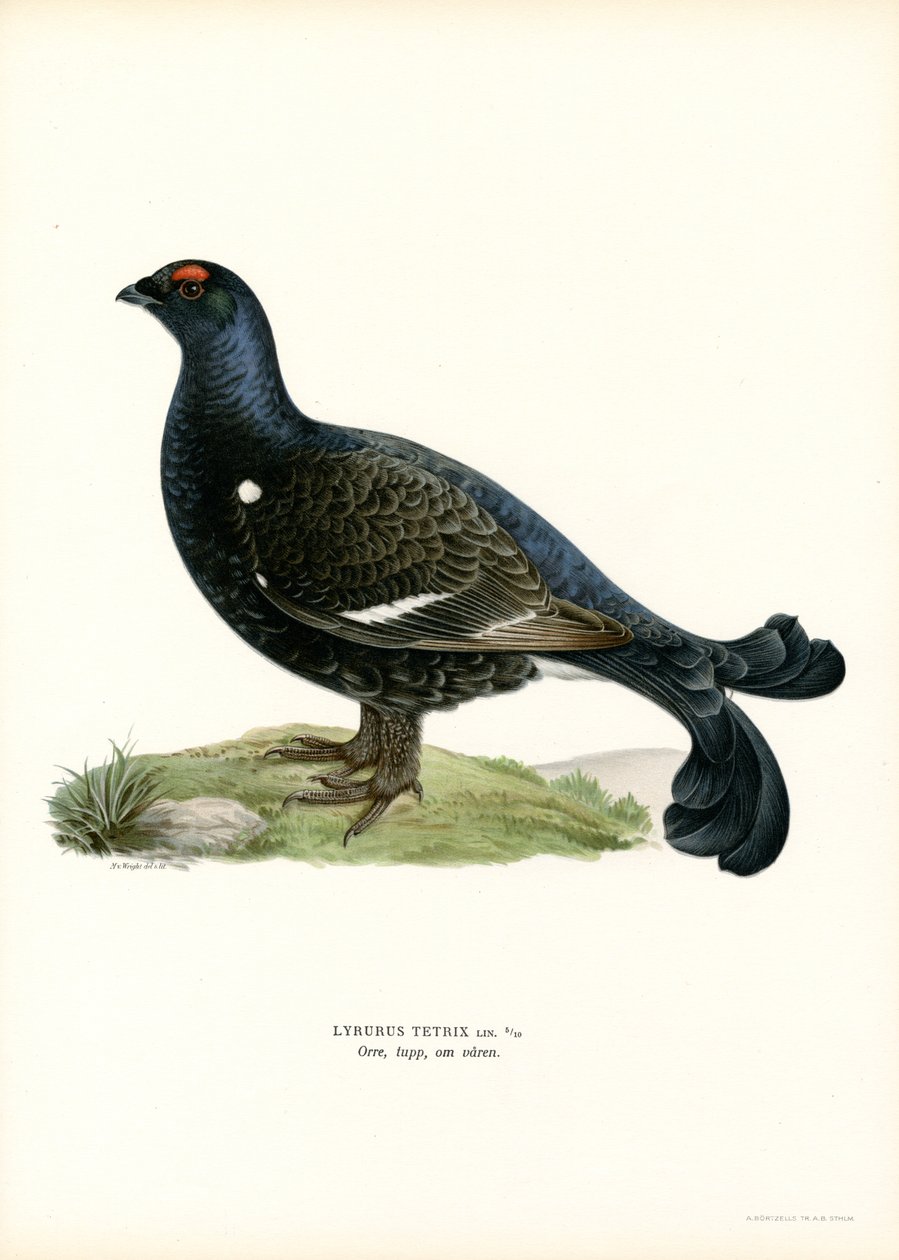 Orra (färg litho) av Magnus Ferdinand and Wilhelm von Wright