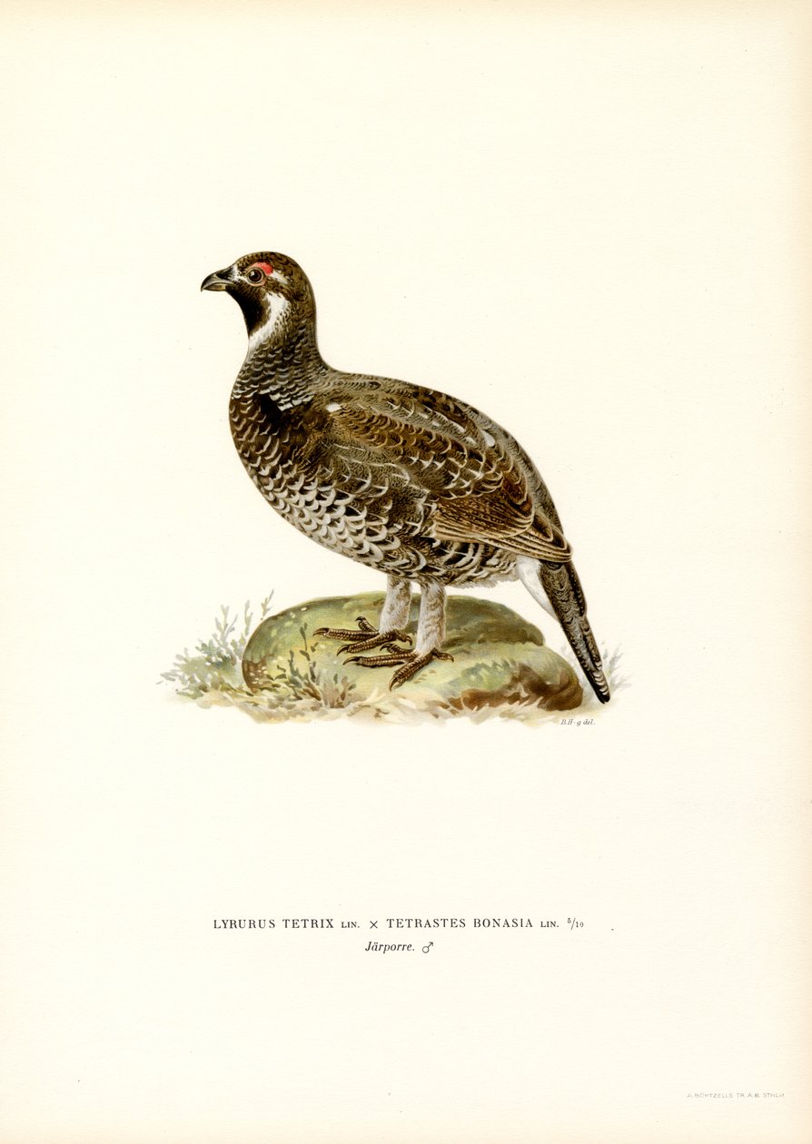 Black Grouse x Hazel Grouse (färg litho) av Magnus Ferdinand and Wilhelm von Wright