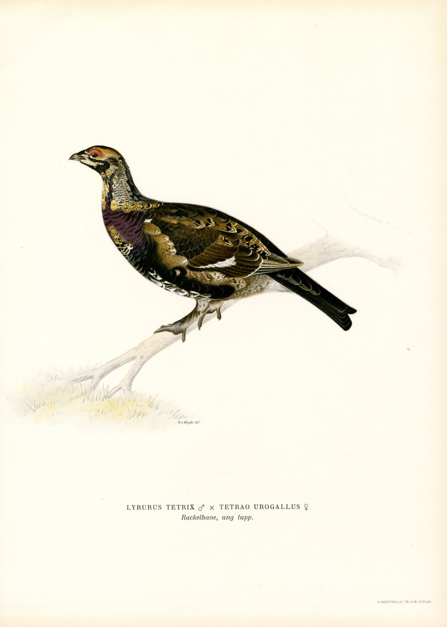 Orre x Western Tjäder (färg litho) av Magnus Ferdinand and Wilhelm von Wright