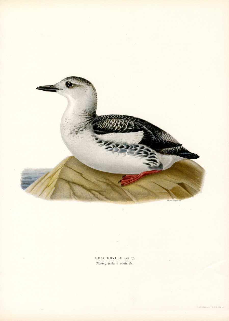 Svart sillgrissla (färg litho) av Magnus Ferdinand and Wilhelm von Wright