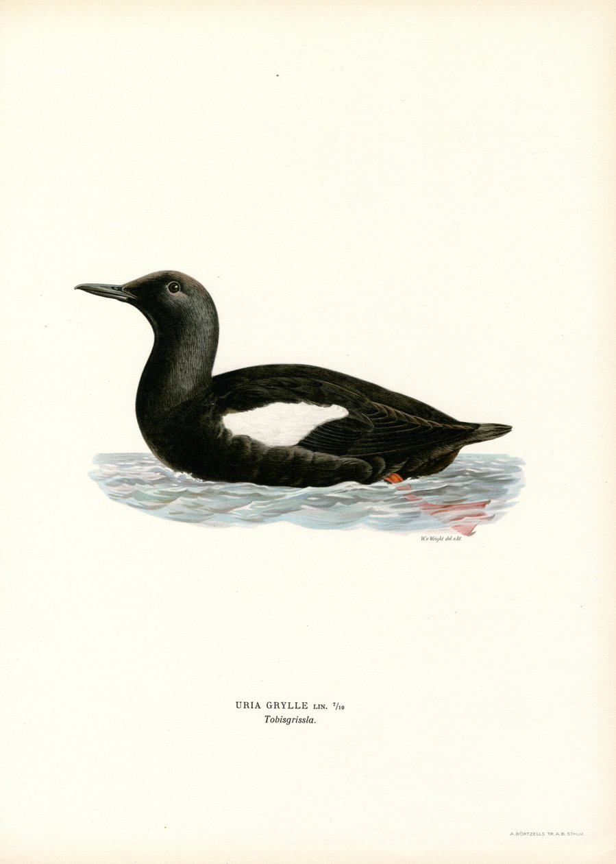 Svart sillgrissla (färg litho) av Magnus Ferdinand and Wilhelm von Wright