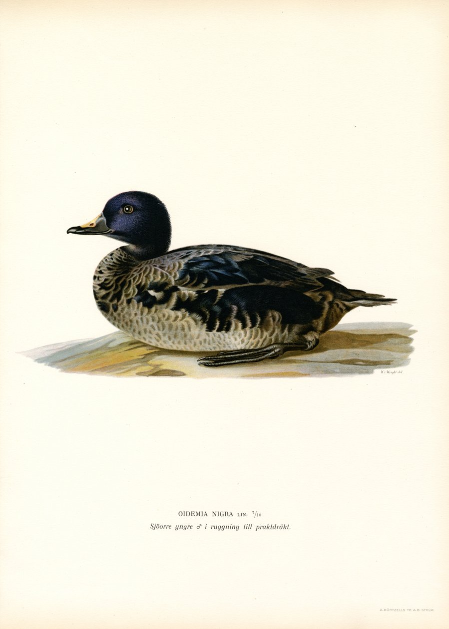 Black Scoter (färg litho) av Magnus Ferdinand and Wilhelm von Wright