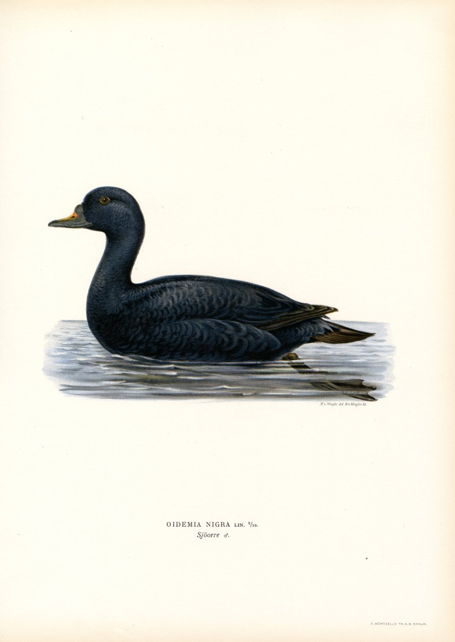 Black Scoter (färg litho) av Magnus Ferdinand and Wilhelm von Wright