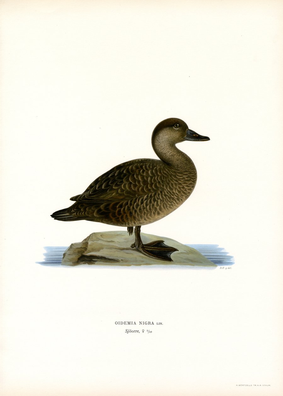 Black Scoter (färg litho) av Magnus Ferdinand and Wilhelm von Wright