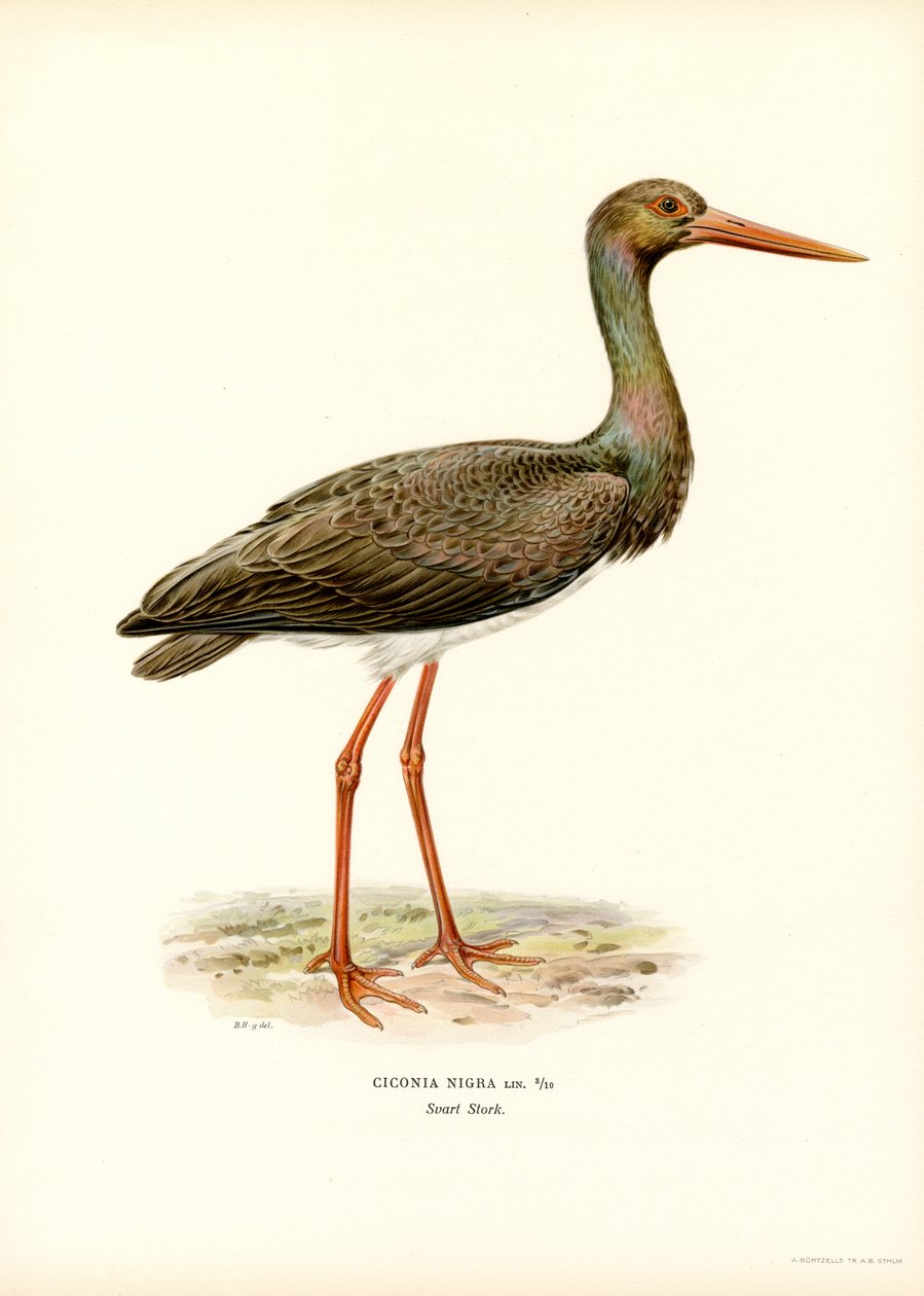 Svart stork (färg litho) av Magnus Ferdinand and Wilhelm von Wright