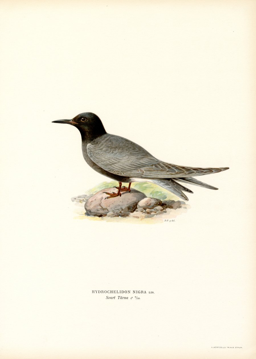 Svart tärna (färg litho) av Magnus Ferdinand and Wilhelm von Wright