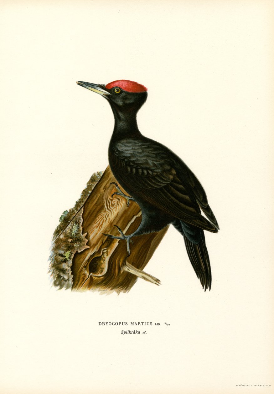 Svart hackspett (färg litho) av Magnus Ferdinand and Wilhelm von Wright