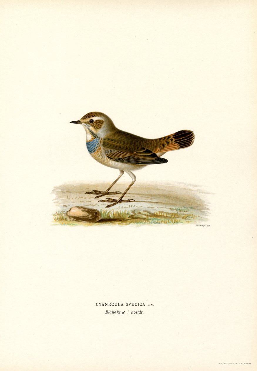 Blåstrup (färg litho) av Magnus Ferdinand and Wilhelm von Wright