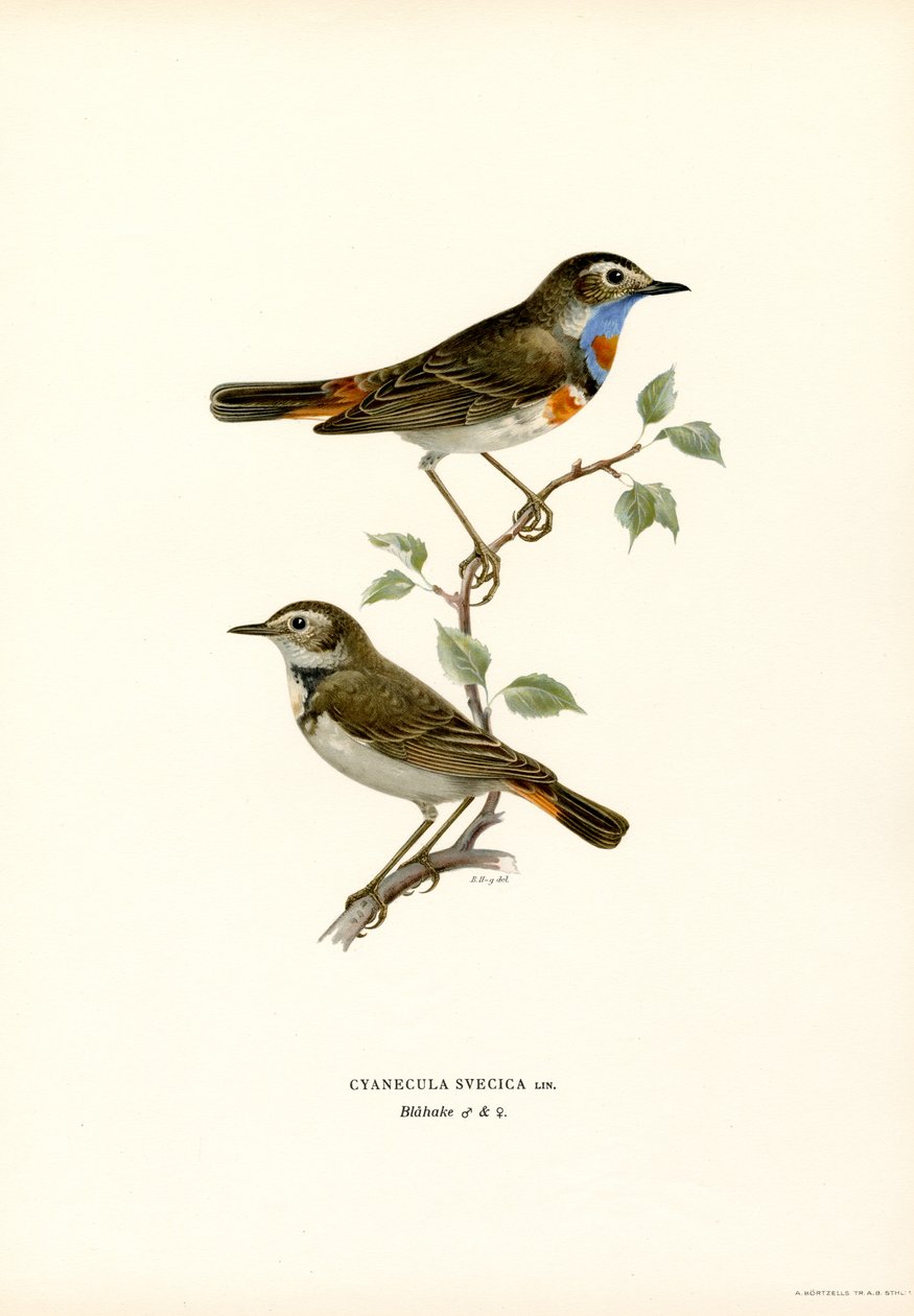 Blåstrup (färg litho) av Magnus Ferdinand and Wilhelm von Wright