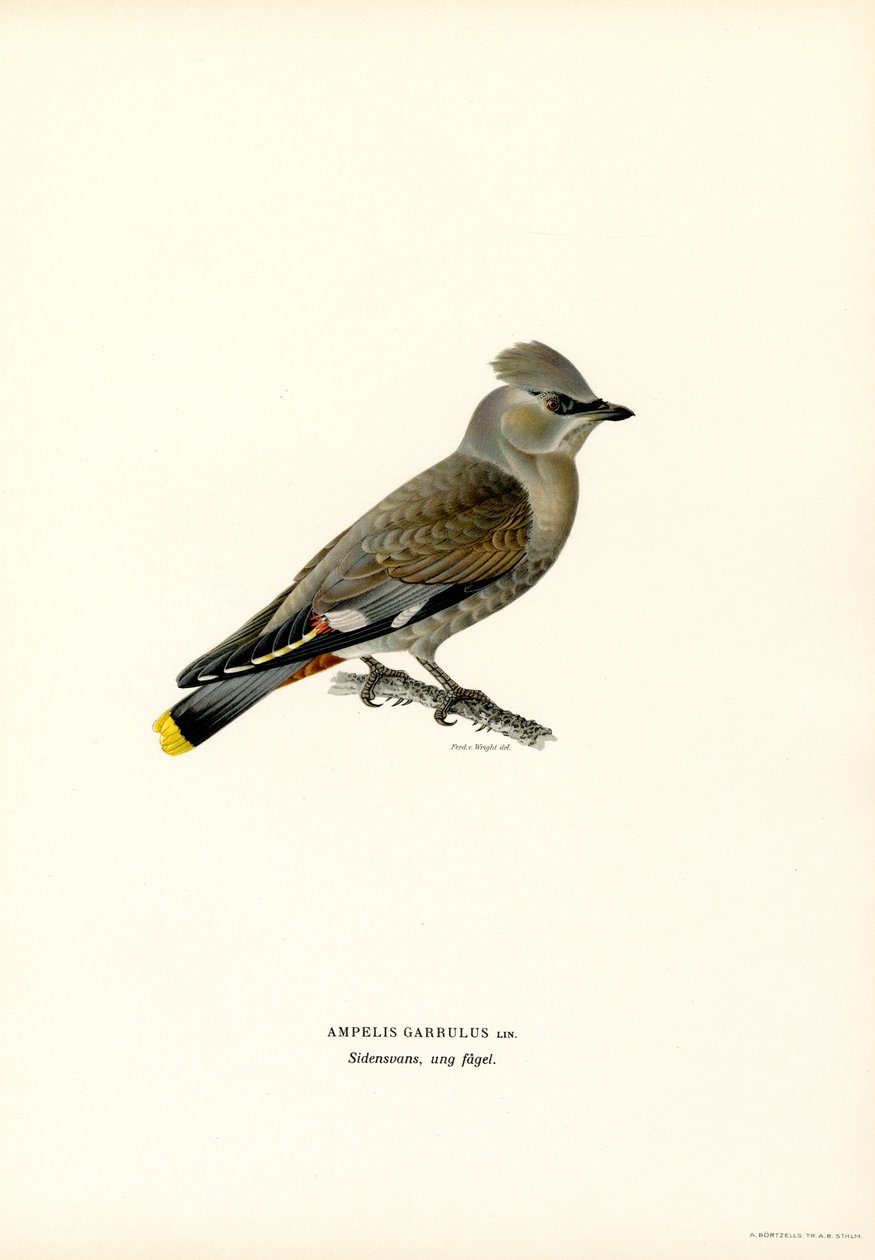 Bohemian Waxwing (färgdelar) av Magnus Ferdinand and Wilhelm von Wright