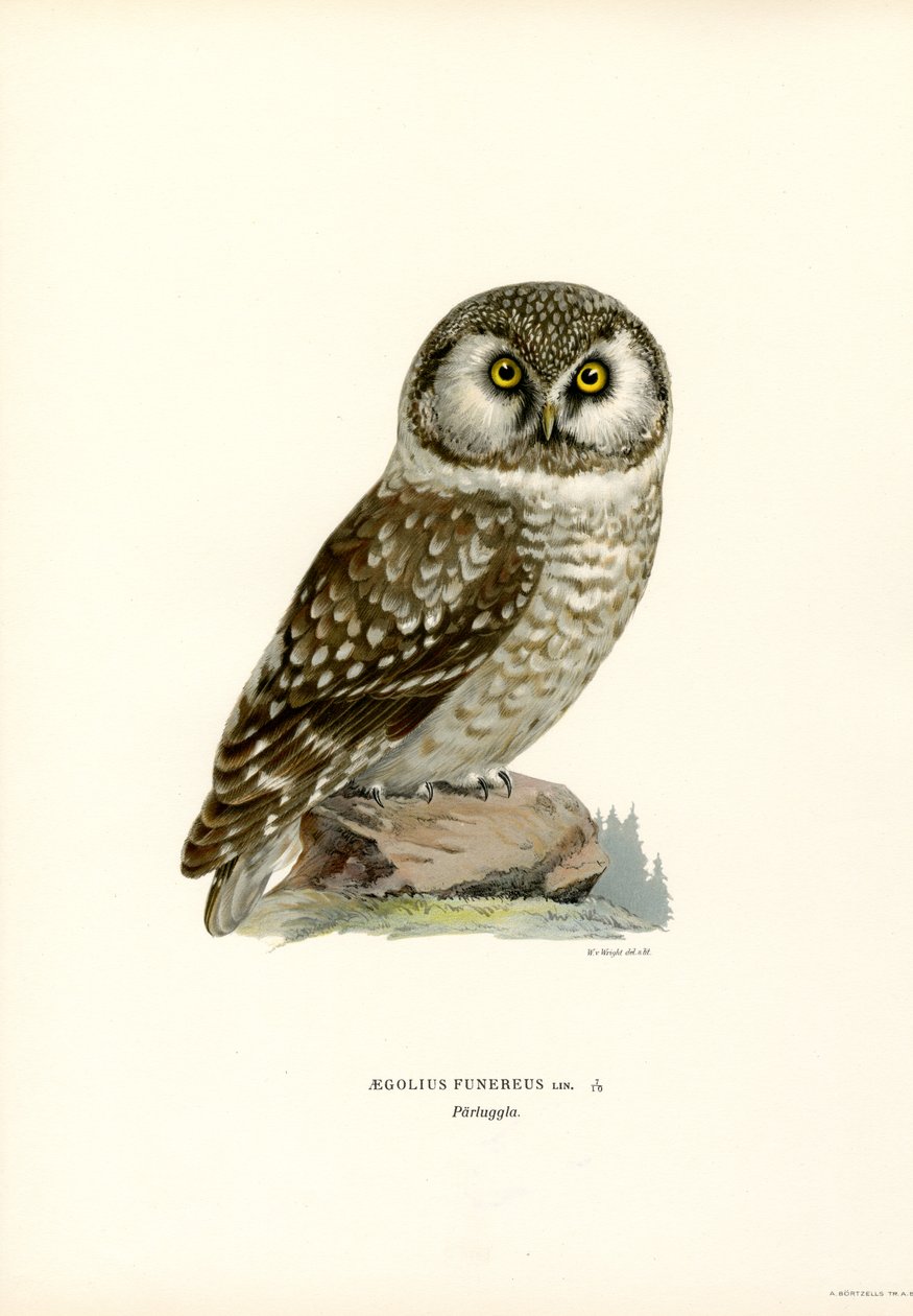 Boreal uggla (färg litho) av Magnus Ferdinand and Wilhelm von Wright
