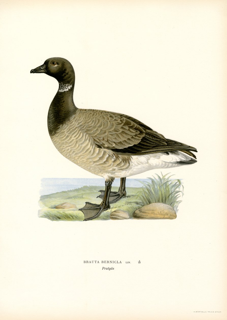 Brant Goose (färg litho) av Magnus Ferdinand and Wilhelm von Wright