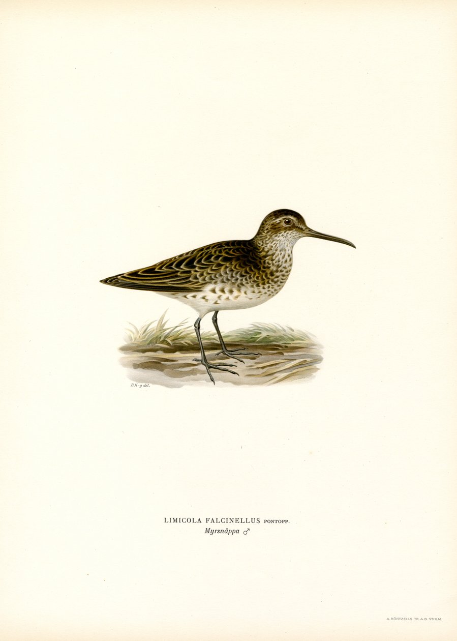 Brednäbbad sandsnäppa (färg litho) av Magnus Ferdinand and Wilhelm von Wright